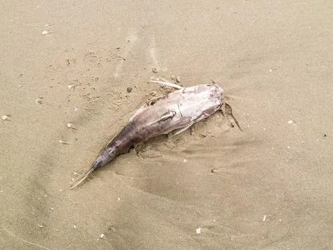 Dead fish Stock Photos