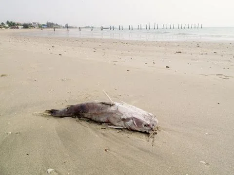 Dead fish Stock Photos