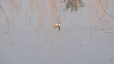 Dead fish in polluted lake Stock Footage 146742844