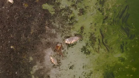Dead fish on a polluted river bank from drought Stock Footage 333149491