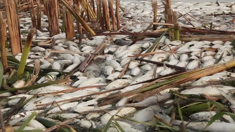 Dead Fish In Polluted River Stock Footage 120114770