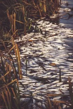 Dead Fish In Polluted River Stock-Fotos