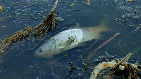 Dead Fish On Polluted Shore, 4k. Stock Footage 75912559