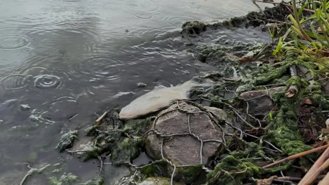 Dead fish on polluted shoreline among debris and reeds, concept of Stock Footage 340532384