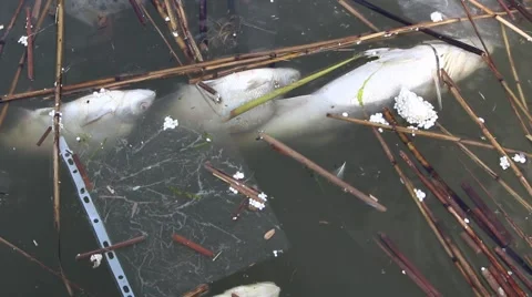 Dead fish in polluted water 2 Stock Footage 49463029