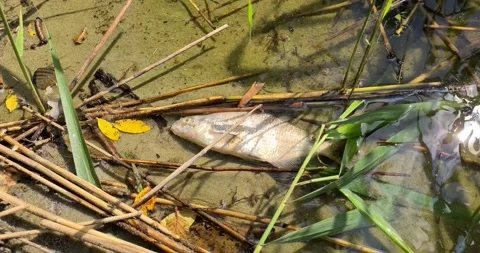 Dead fish in polluted water dirty waste river 4k HD Stock-Footage 336269059