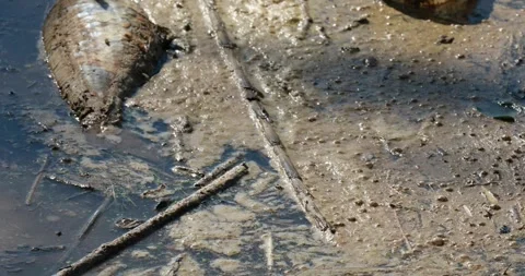 Dead fish in polluted water dirty waste river 4k HD Stock-Footage 336269077