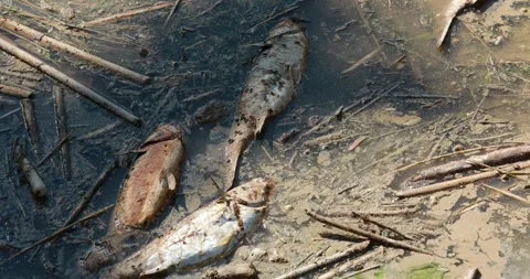 Dead fish in polluted water dirty waste river 4k HD 스톡 동영상 336269156