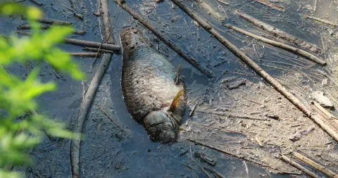 Dead fish in polluted water dirty waste river 4k HD Stock-Footage 336269173