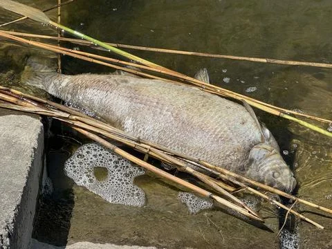 Dead Fish in Polluted Water With Environmental Pollution Concept. Stock Photos