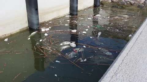 Dead fish in polluted water Video stock 49464378