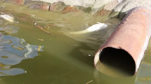 Dead fish in polluted water Video stock 49465038