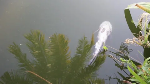 Dead fish in polluted water Stock Footage 50005009