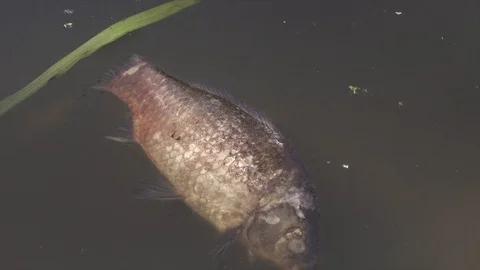 Dead fish in polluted water Stock Footage 92725284