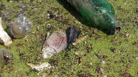 Dead fish in polluted water Stock Footage 129822254