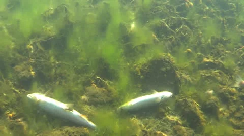 Dead Fish from Pollution in Water Stock Footage 23726877