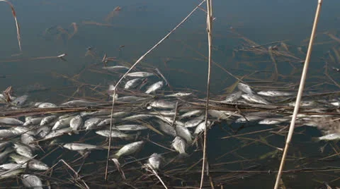 Dead fish in the pond Stock Footage