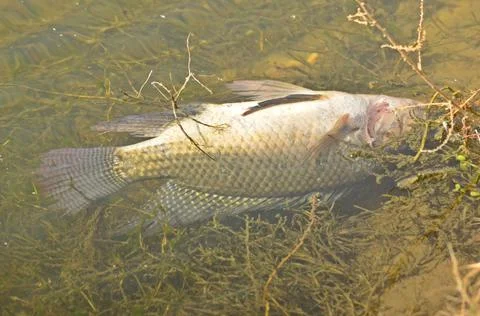 Dead fish in pond 库存照片