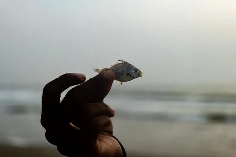 A Dead Fish Rests on the Beach Stock Photos