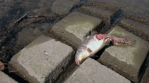 Dead fish by the river bank Video stock 173204645