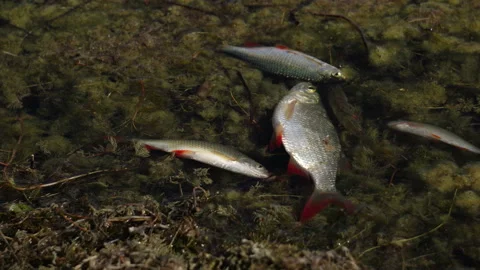 Dead fish. river. environmental pollution Stock-Footage 139706623