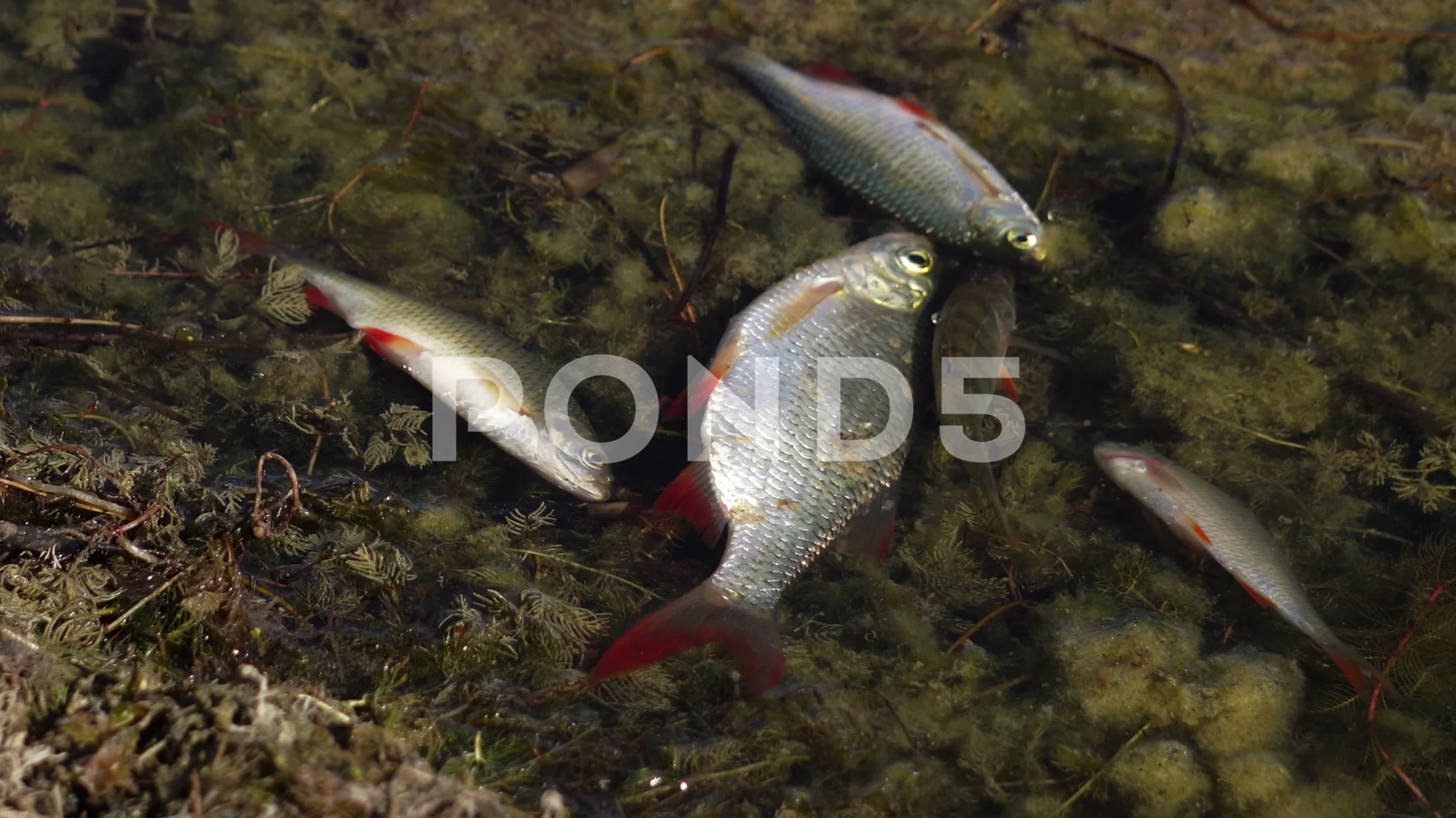 Dead Fish Pollution Stock Footage Royalty Free Stock Videos Pond5