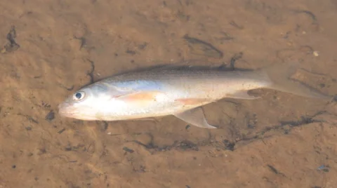 Dead fish in the river. Stock Footage 53221178