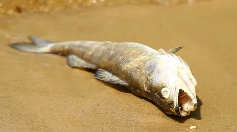 Dead fish on the river Stock-Footage 56322422