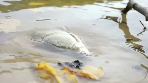 Dead fish in the river Stock Footage 81025545
