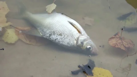 Dead fish in the river Stock Footage 81025580