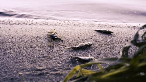 Dead fish on the river. Polluted water by chemicals from industry. Video stock 94104537