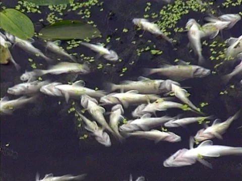 Dead Fish - River Pollution Stock Footage 1019043