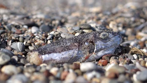 Dead Fish on Rock Beach with Flies Flying over it. Cause of Marine Pollution. Stock Footage 129186059
