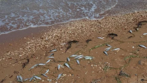 Dead fish on the sand beach. Lots of dead fish Video stock 213367125