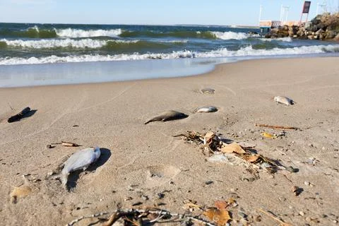 Dead fish on the sand of the beach. Pollution of the water body. Stock Photos