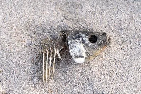 Dead fish on the sand because of the drought. Fishbone on the sand Stock Photos