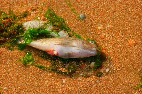 Dead fish on sand Stock Photos