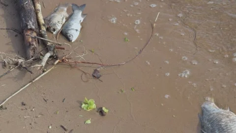 Dead fish on sandy shore. Video stock 274700772