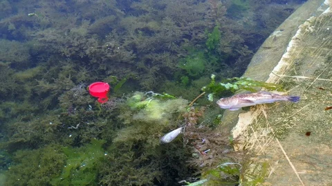 Dead fish by the sea Stock Footage 93585220