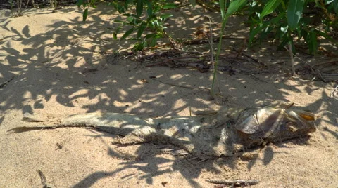Dead fish on the shore Stock Footage 64174821