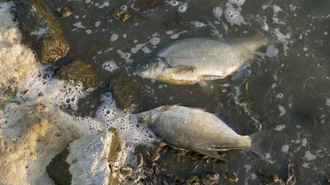 Dead fish on the shore Stock Footage 79922780