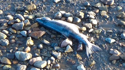 Dead fish on the shore Video stock 100229995