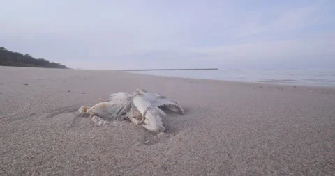 Dead Fish On The Shore Stock Footage 139442348