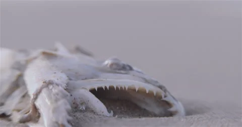 Dead Fish On The Shore Stock Footage 139442350