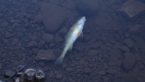 A dead fish on the shore of a lake Stock Footage 247407481
