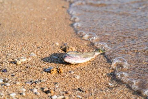 Dead fish at shore Stock Photos