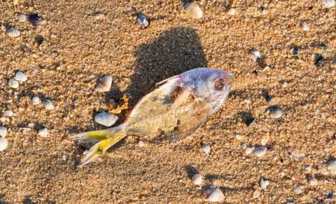 Dead fish at shore Stock Photos