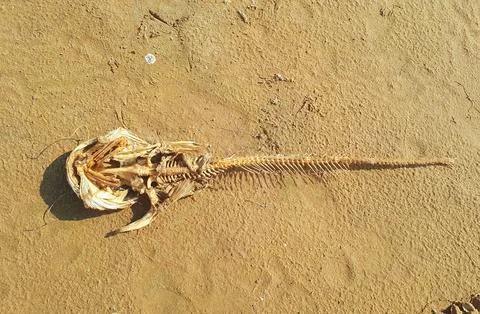 A dead fish skeleton at the edge of a river on a summer day. Stock Photos