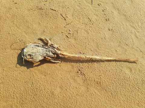 A dead fish skeleton at the edge of a river on a summer day. Stock Photos