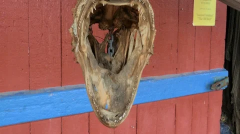 Dead fish skeleton head Stock Footage 67437828